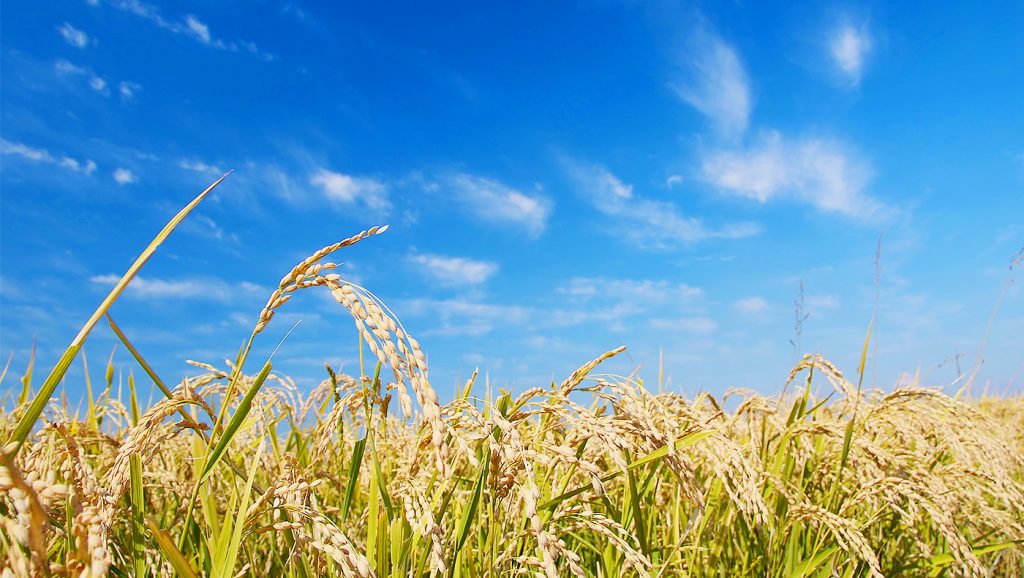 2016年にふるさと納税で贈られた「米」の量が前年比1.8倍 ふるなび公式ブログ ふるさと納税DISCOVERY