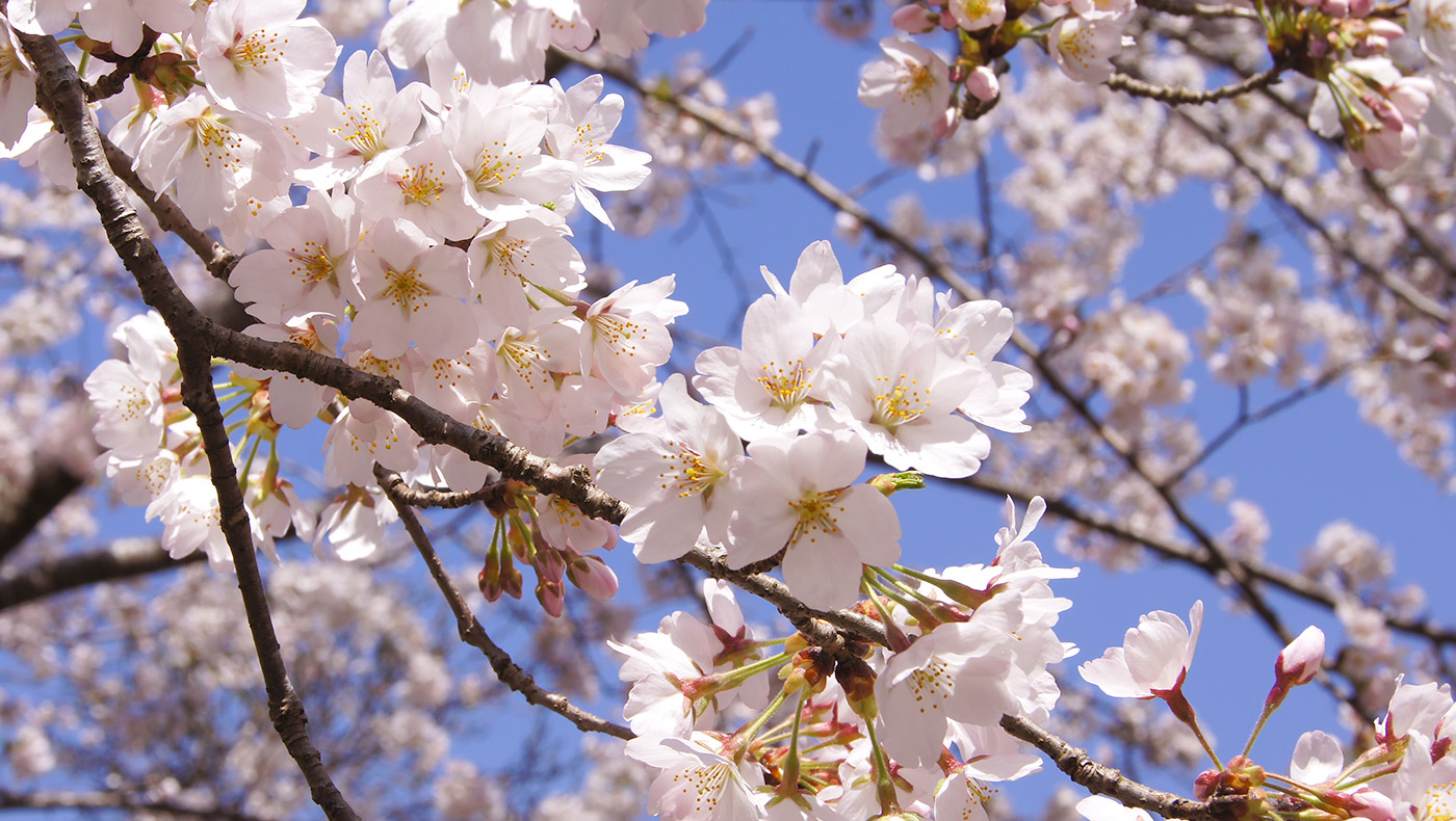 桜の名所がズラリ！見どころ満載！ふるさと納税観光紹介