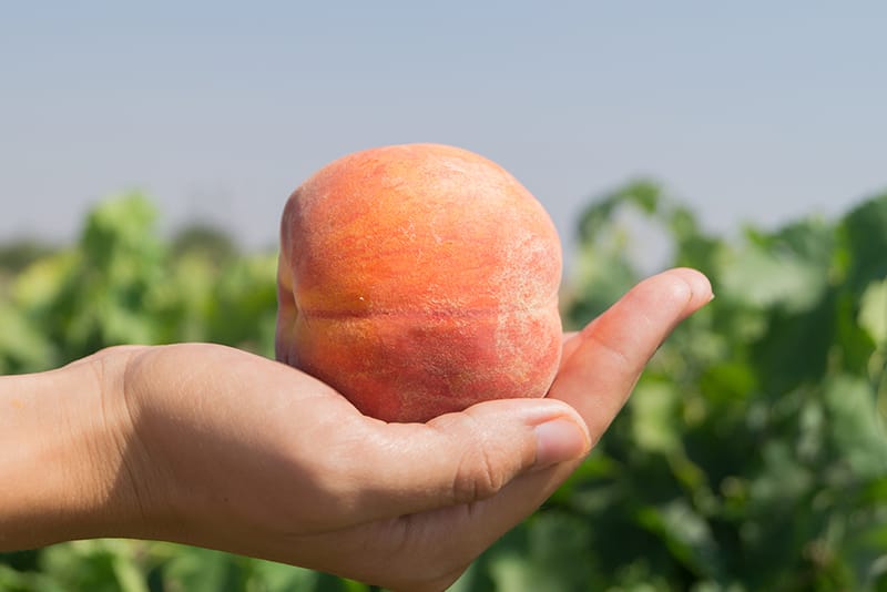 美味しい桃の選び方と正しい保存方法