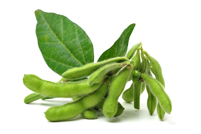枝豆の主な栄養素の特徴と効果・効能