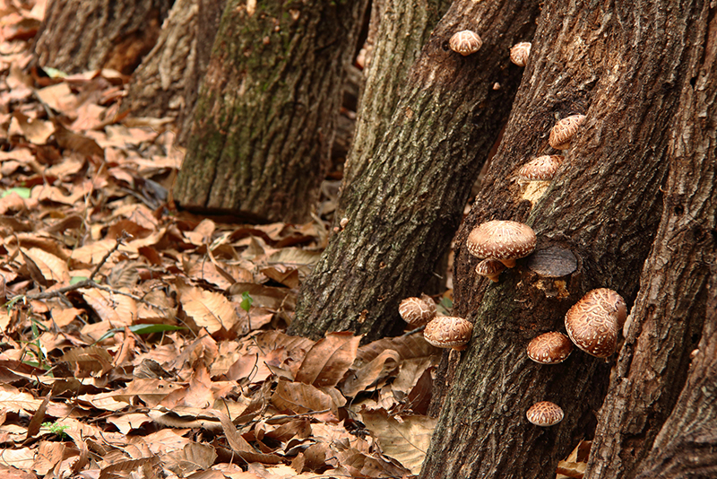 椎茸の栽培方法には原木栽培と菌床栽培がある