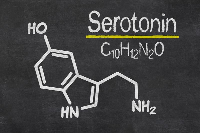 幸せホルモン「セロトニン」とは？