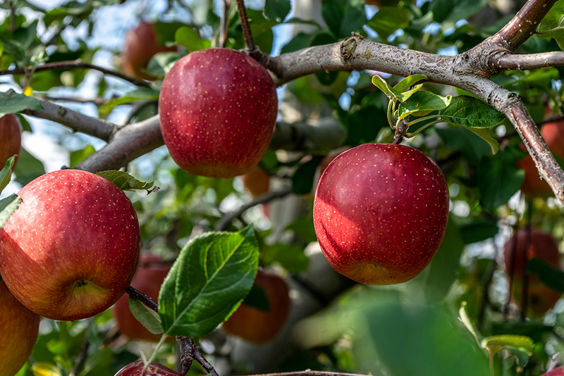 りんごの品種を特徴別に紹介