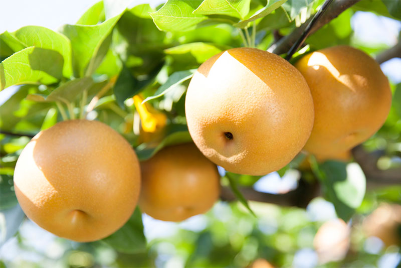 栄養豊富で新鮮な梨の見分け方
