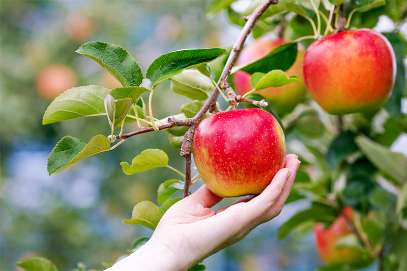 りんごに期待される健康効果