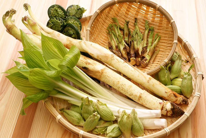 山菜の代表的な6種類｜特徴やおすすめの食べ方