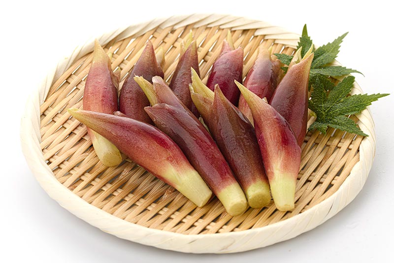 【夏の山菜】代表的な種類と特徴(8種類)