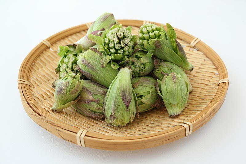 【冬の山菜】代表的な種類と特徴(5種類)
