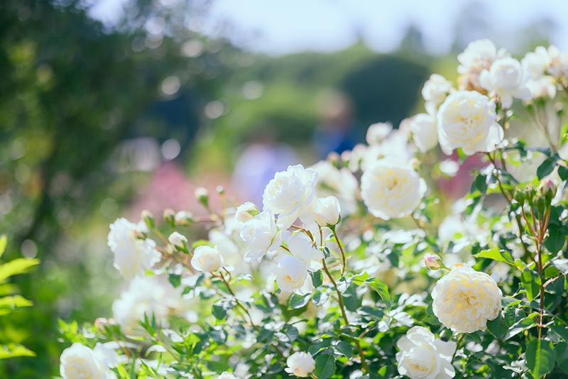 薔薇の季節をおさえて見頃を楽しむポイント