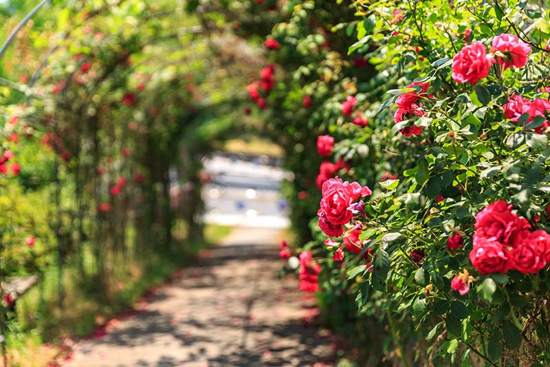 種類別にみる、薔薇の季節や見頃をご紹介