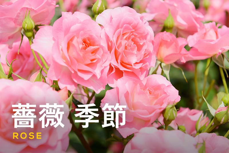 薔薇の季節到来！美しい開花の見頃と楽しみ方をご紹介