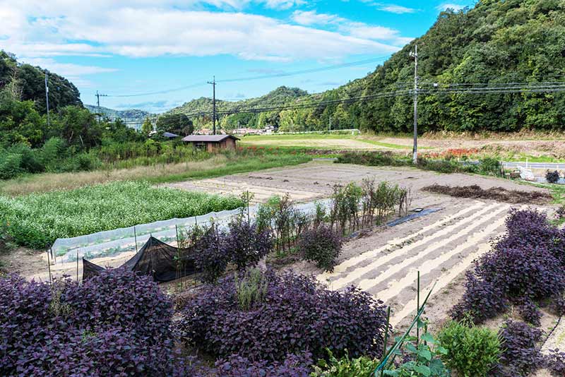 「紫蘇」と「大葉」の名前の由来