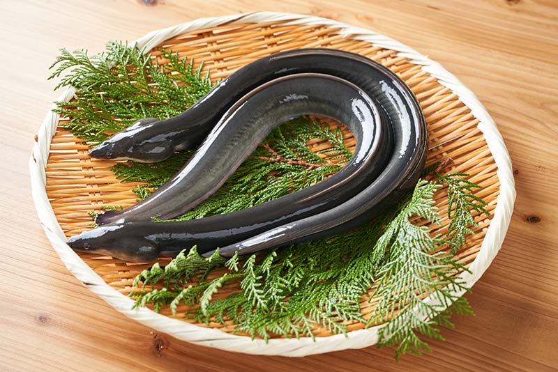 国産のうなぎと外国産のうなぎの違い