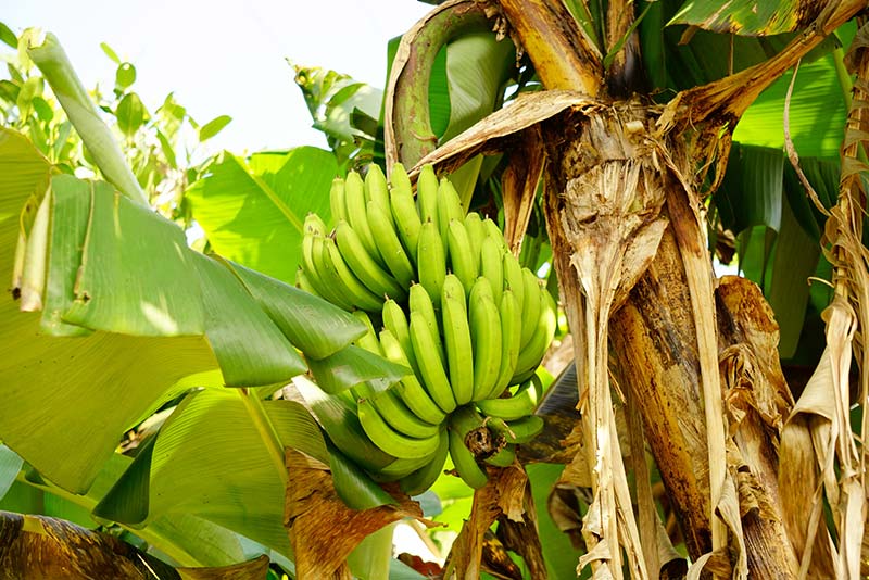 知っておきたい!主要バナナ産地の特徴とバナナの種類