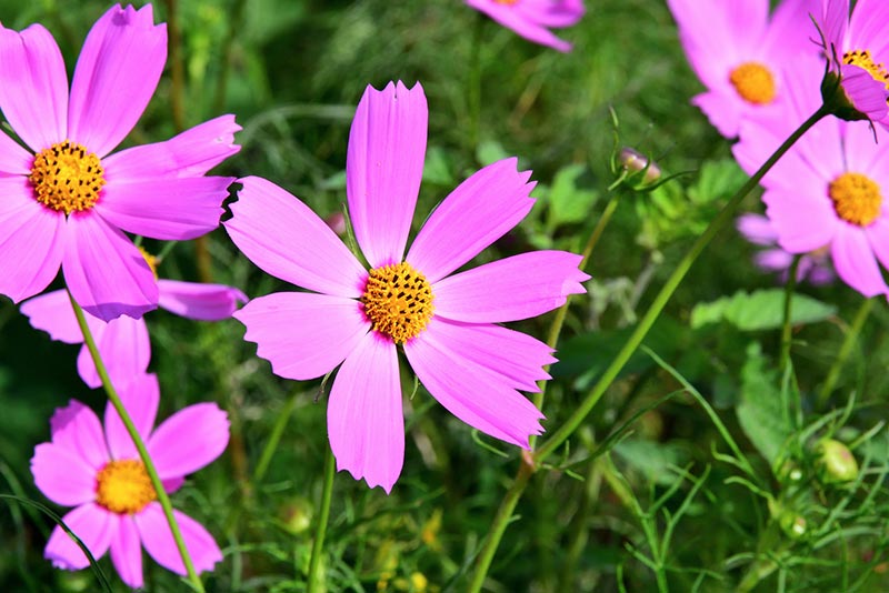 コスモスが開花する季節