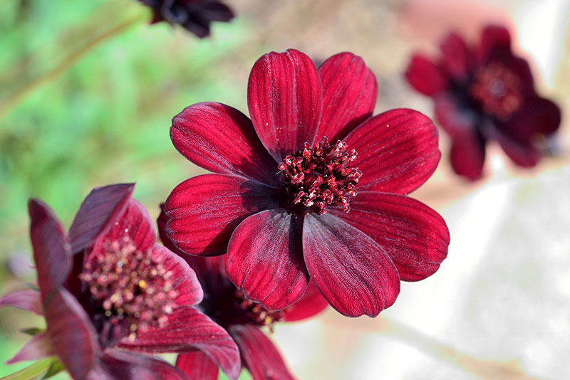 コスモスの種類