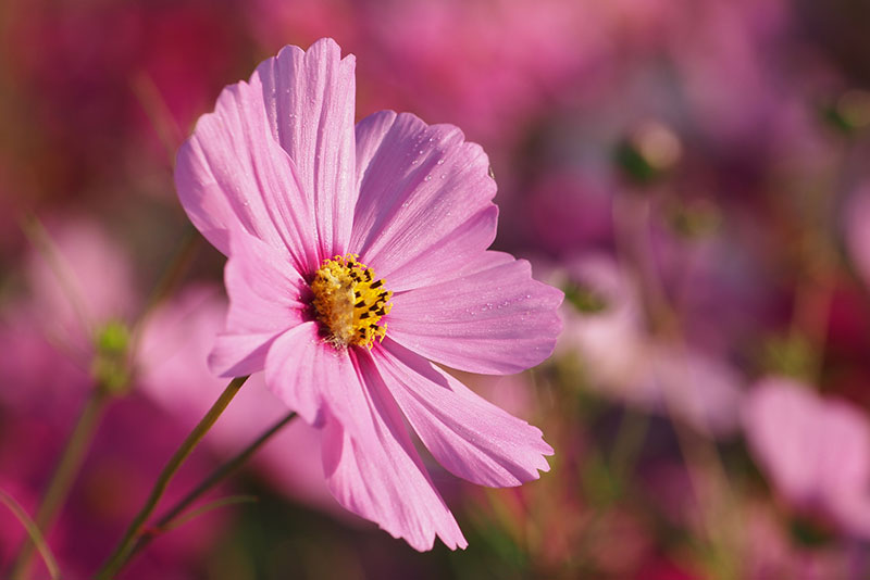 コスモスの育て方