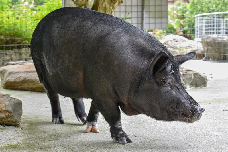沖縄の肉の特産品