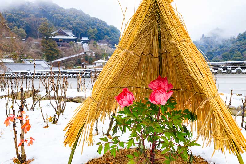 牡丹の季節や見頃はいつ？