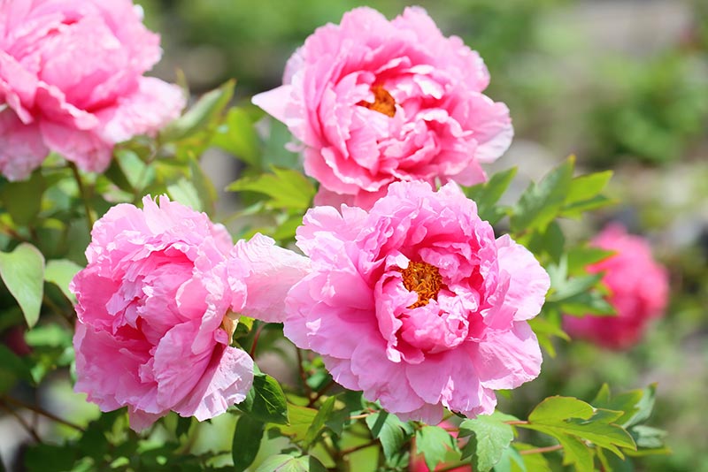 牡丹と芍薬の違いは？気になる見分け方も解説