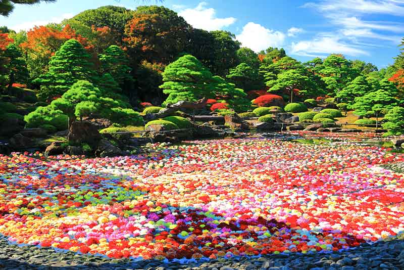 日本各地の牡丹の名所と見頃