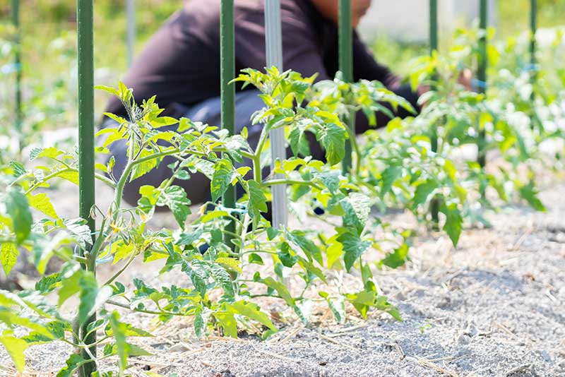 産地別に見る気候・土壌と味の特徴