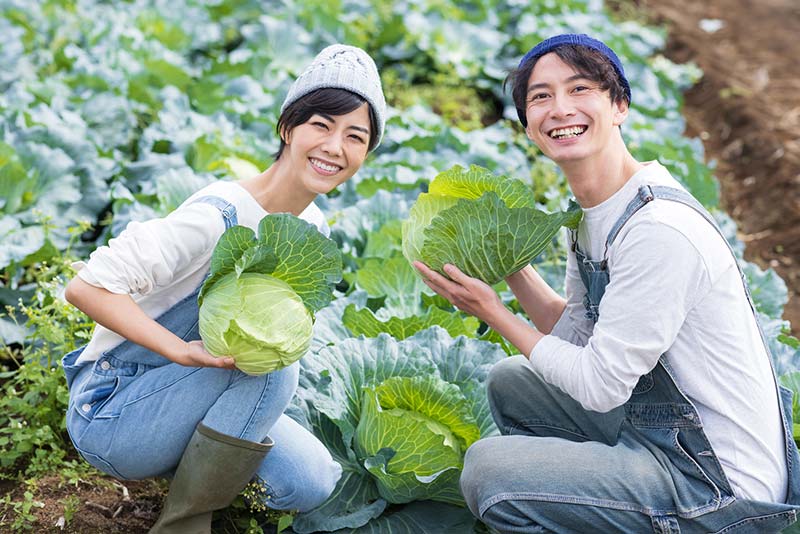 おいしいキャベツの選び方:産地以外で注目すべきポイント