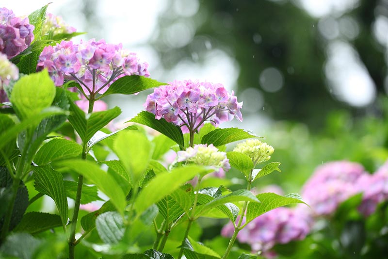紫陽花の季節はいつ?