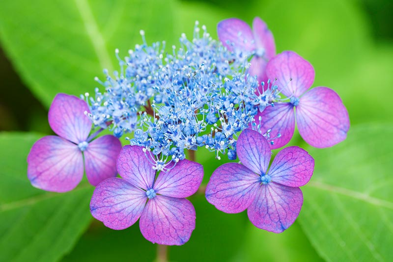 紫陽花の原種