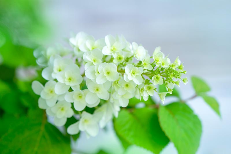 紫陽花の主な品種