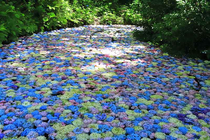 紫陽花の名所3選