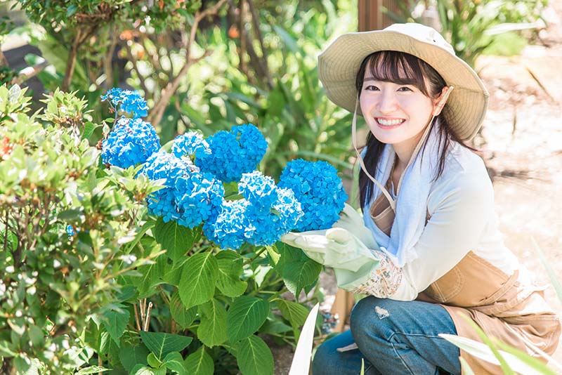 紫陽花の育て方