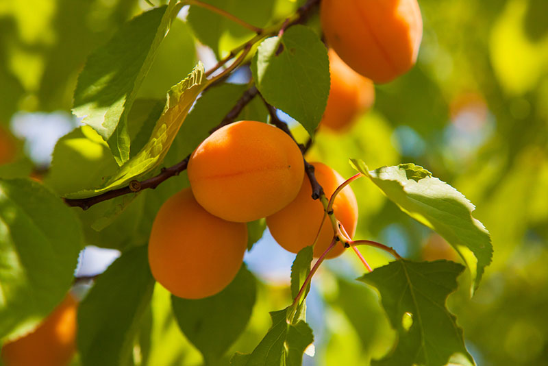 アプリコットとあんずの違い