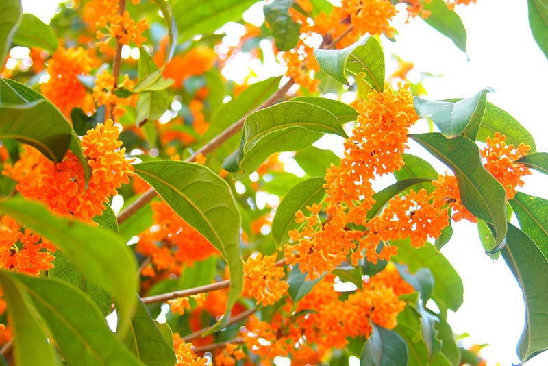 金木犀が開花する季節