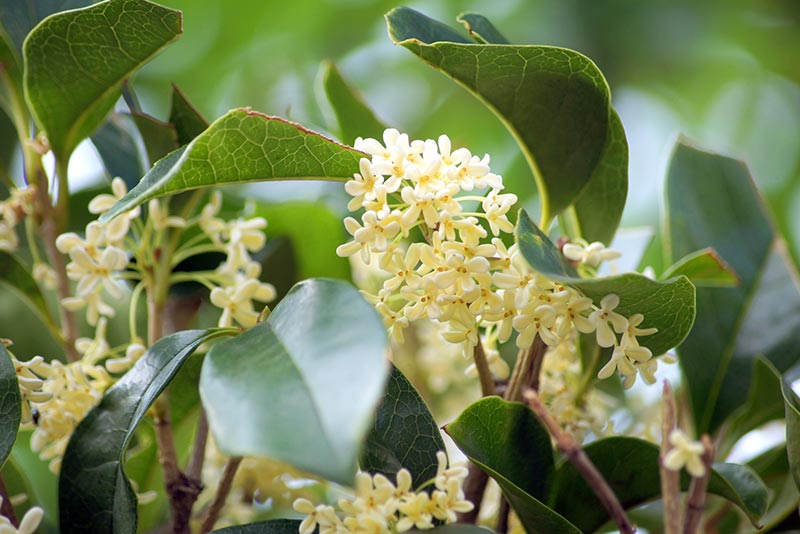 金木犀と似ている花