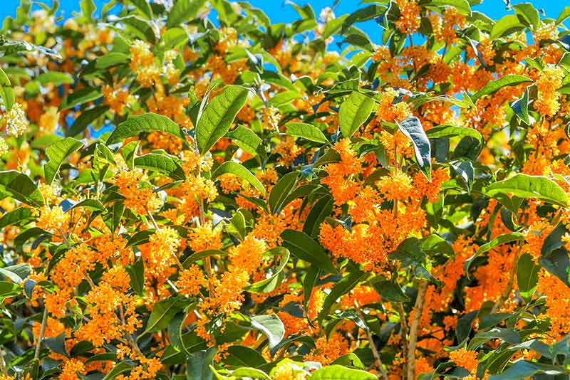 金木犀の育て方