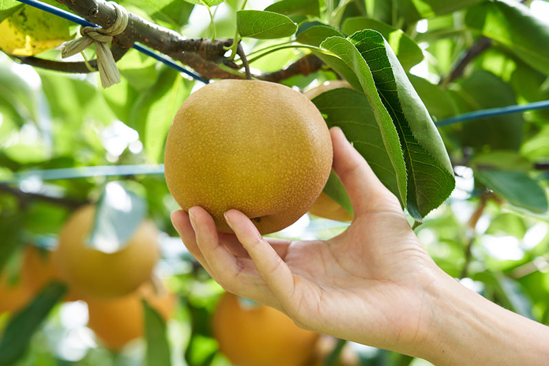 おいしい梨の選び方