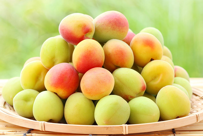 梅の実を収穫する季節