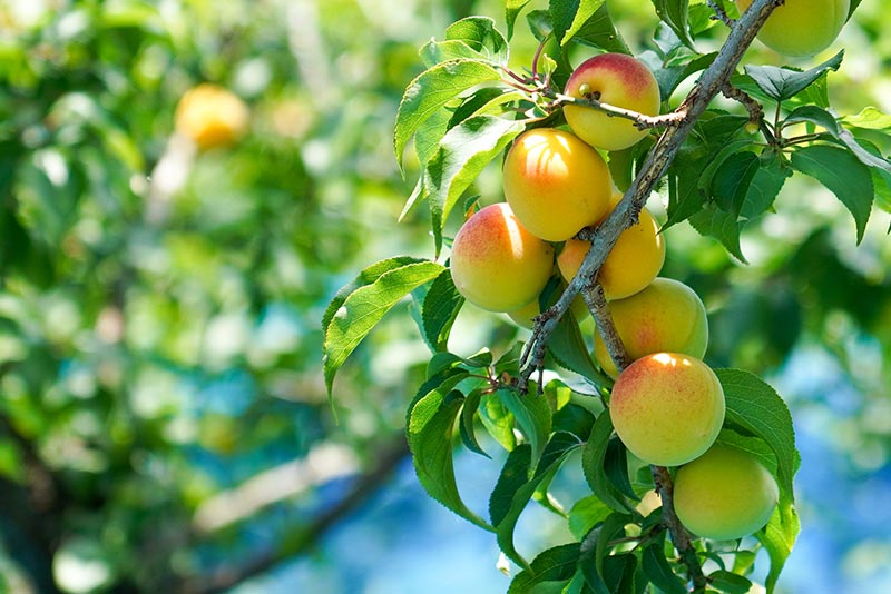 青梅と完熟梅はどう使う？