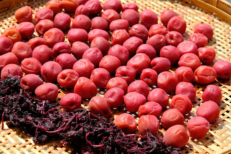 梅干し作りに適した時期と作り方のポイント