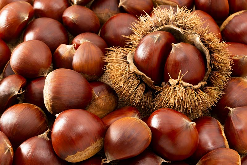 おいしい栗を見分けるポイントと保存方法