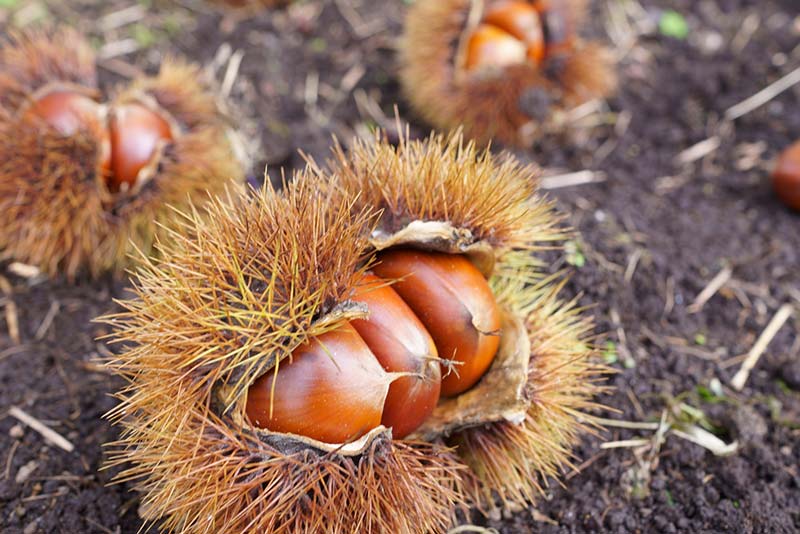 栗の品種ごとの特徴とおすすめの楽しみ方