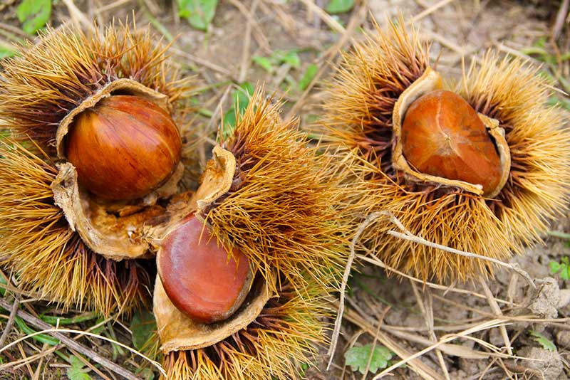 栗栽培の現状と品質保持への取り組み