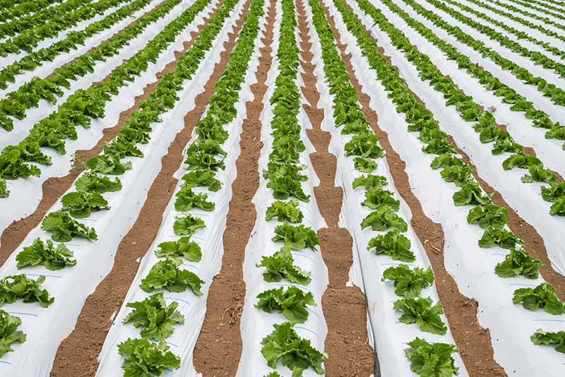 産地と季節でレタスの種類はどのように変わる?