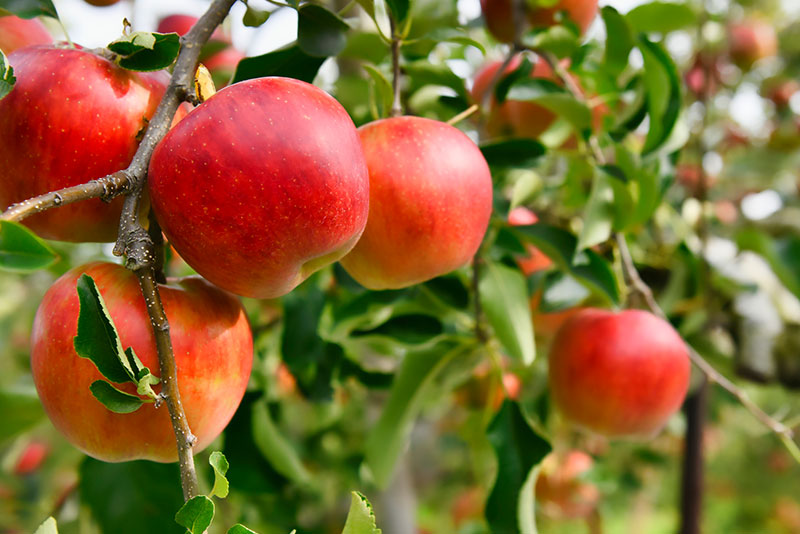 信州りんご:甘みと酸味のハーモニーを堪能する