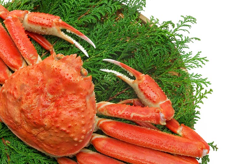 冬の王様「松葉がに」の深い味わい