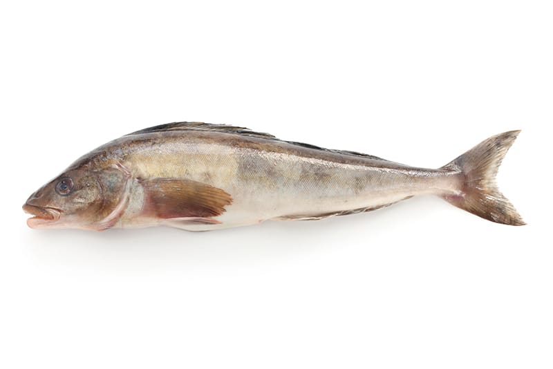 ほっけってどんな魚？