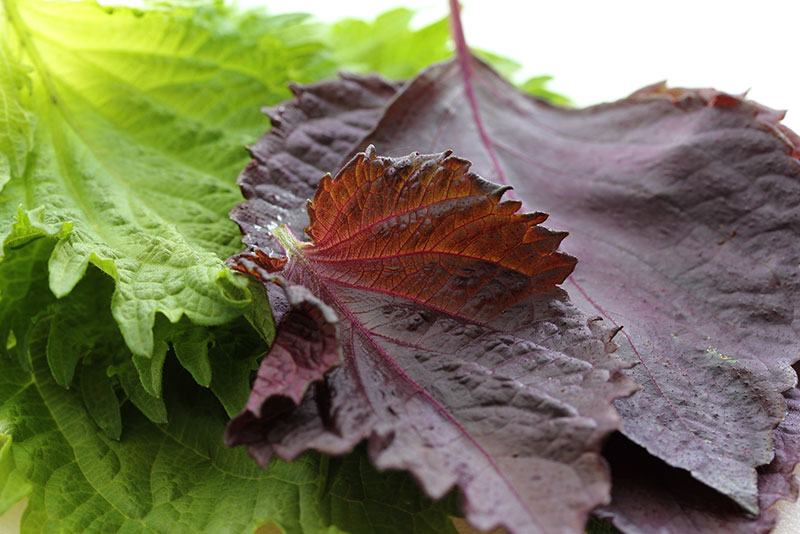 赤しそと青じそ（大葉）の違い