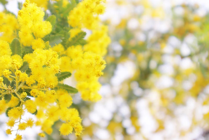 ミモザの育て方