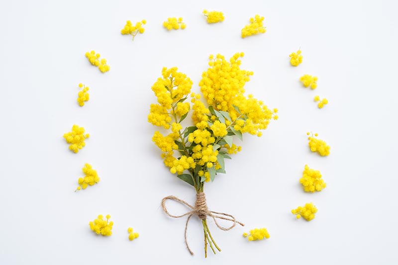 ミモザに関するよくある質問